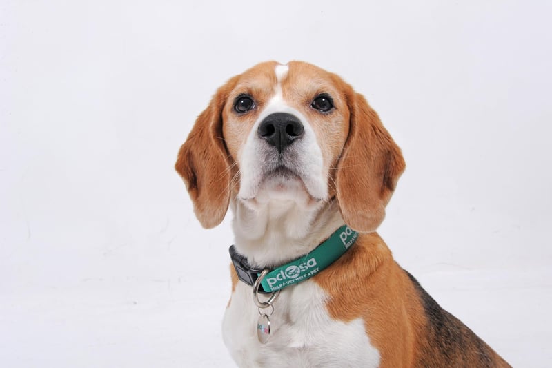 One of two breeds owned by the Duke and Duchess of Sussex, Beagles are loving and sociable dogs who enjoy nothing more than being involved in everything that is going on around them.