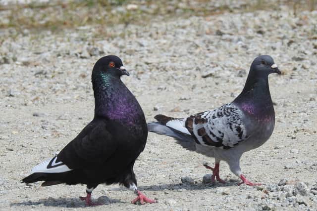 Pigeons are causing a stir in Retford.