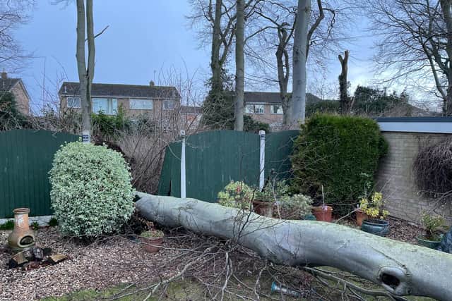 The tree in the garden of the property in North Anston.