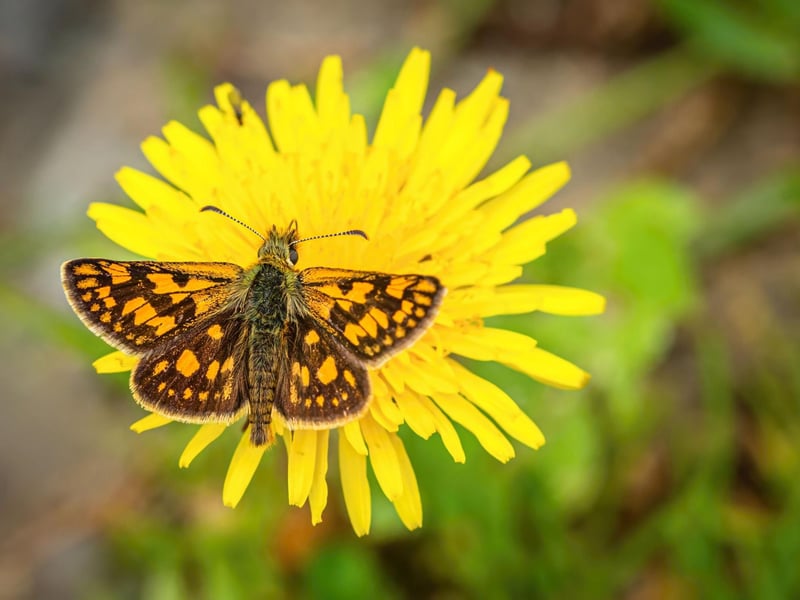 Officially extinct in England since 1976, Scotland is the only place in the UK where you can see the Chequered Skipper butterfly. One of the best locations to see the pretty insects is the Allt Mhuic butterfly reserve, 20 miles north of Fort William, which features the grassland habitat favoured by the species.