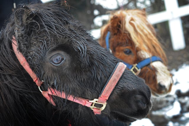 Star, a Shetland Pony, and Charlie, a Falabella miniature horse, pictured. Picture: NDFP-02-02-21-EquineDreams 3-NMSY
