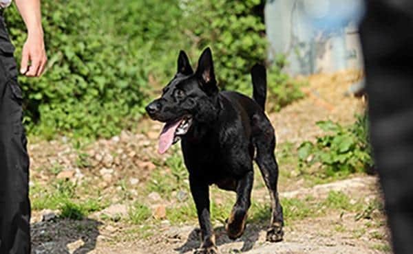 Police Dog Reno helped track down fuel theft suspect