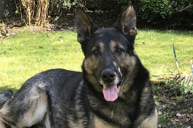 Police dog Akie is retiring after seven years of service to Nottinghamshire Police