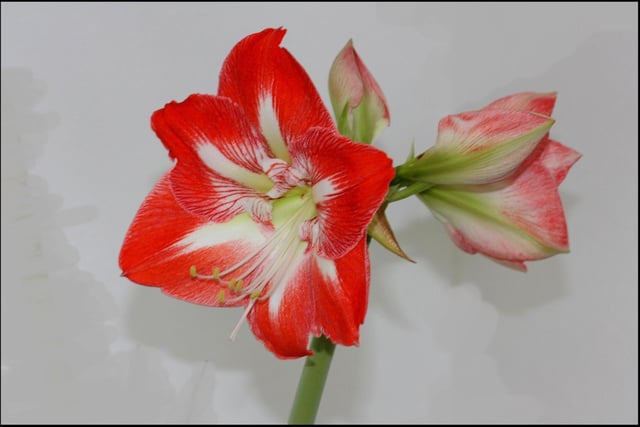 The colours are vivid in this photo taken and sent in by David Instone, showing an amaryllis flower head.