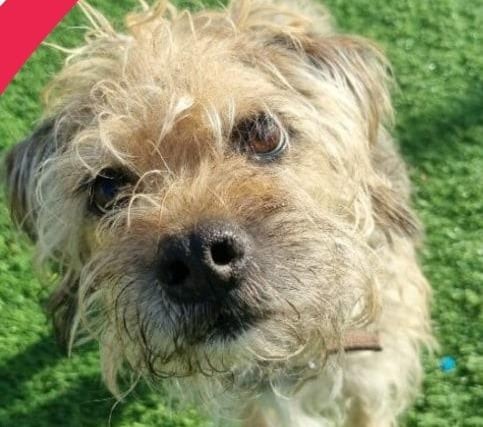 A 12-year-old Border Terrier, Ziggy is looking for a new home to spend the rest of his years. He will require a quieter home and is uncomfortable around other dogs. Ziggy will need a new home with Pepper, his companion.