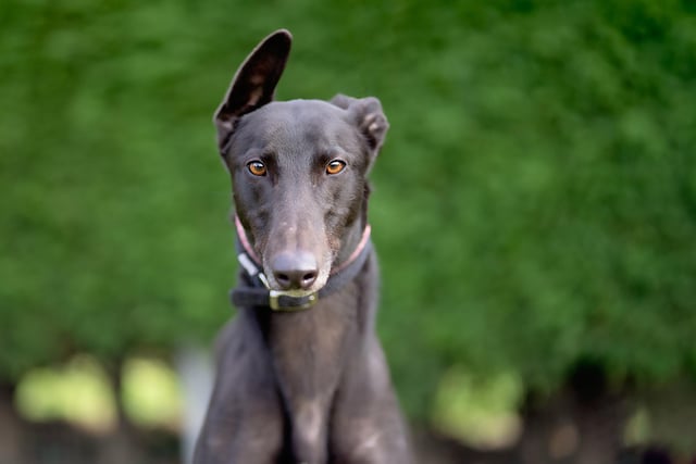 Duke is an absolute dream of a greyhound. Despite being only two years old, he is calm, gentle and very well mannered. He walks beautifully on the lead, is fine with other breeds of dog, loves all people and is just a joy to be around. An ideal dog for a first time hound owner.