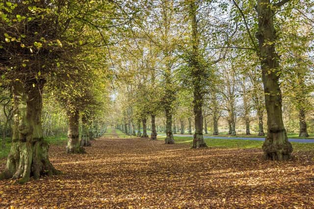 Lime Tree Avenue at Clumber Park.