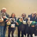 Swan cygnets that were injured by catapult missiles have all recovered from their ordeal.