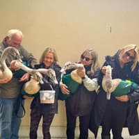 Injured swan cygnets from Chesterfield Canal near Worksop now recovered - but investigation ongoing