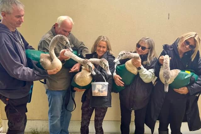 Swan cygnets that were injured by catapult missiles have all recovered from their ordeal.