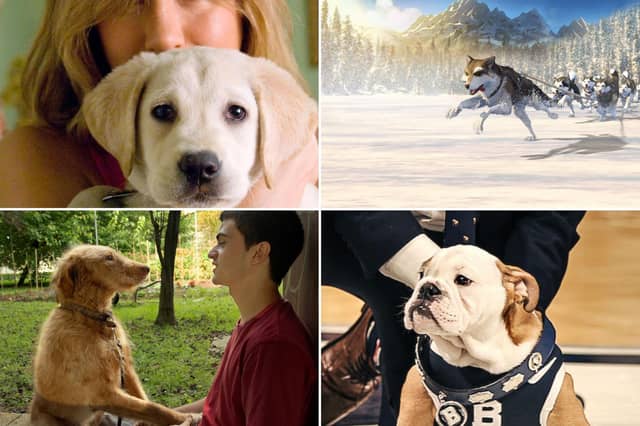 Some of the furry faces that you can see on Netflix UK at the moment.