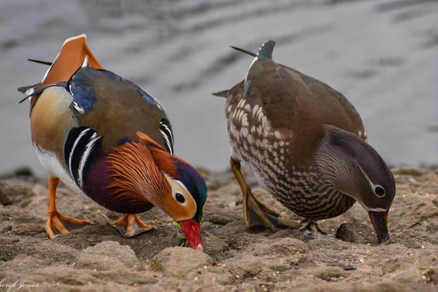 A patient Cheryl Jones finally managed to snap a synchronised pose from these male and female mandarin ducks.