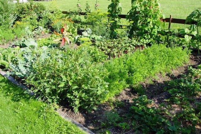 Bassetlaw District Council are asking allotment holders to share their views in a consultation as they build a new draft strategy.