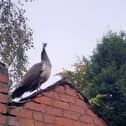 A picture of the peahen on Lisa's garden in Wellow.