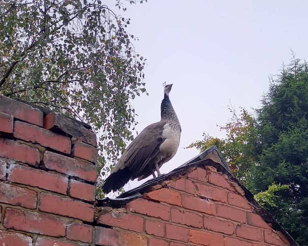A picture of the peahen on Lisa's garden in Wellow.