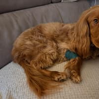 Bassetlaw dog owner's plea for help as adorable spaniel Chase faces cancer surgery