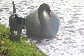 A charming photo from David Hodgkinson shows a dog with a swan escort - or should that be the other way round?