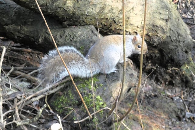 A delightful shot from Lynda Blackshaw shows a squirrel on the move, near Sandhill Lake.