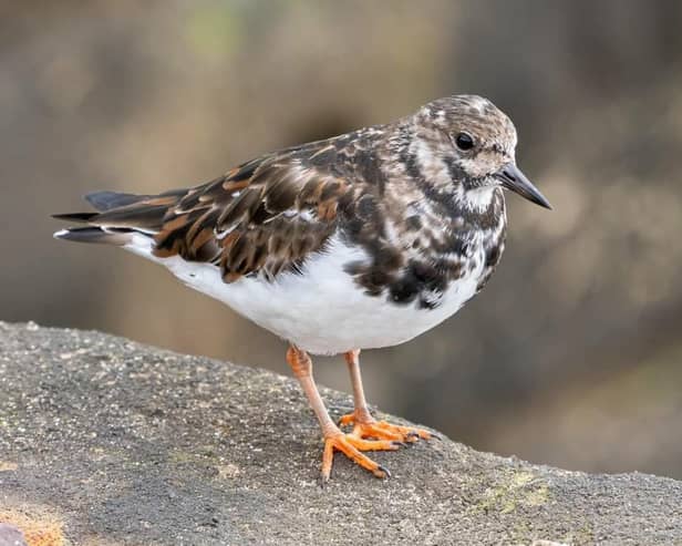 Andy Gregory has been on his travels to take this superb close-up shot of a turnstone on the sea wall in Bridlington North Bay.