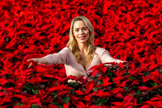 Rebecca, aged 33, among the thousands of poinsettias.