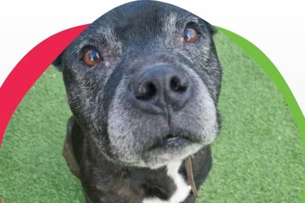 A 12-year-old Staffordshire Bull Terrier, Jake is a 'lovely natured older gentleman'. After 12 years in a wonderful home, Jake is desperate to be in the comforts of a home once more.