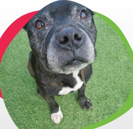 A 12-year-old Staffordshire Bull Terrier, Jake is a 'lovely natured older gentleman'. After 12 years in a wonderful home, Jake is desperate to be in the comforts of a home once more.