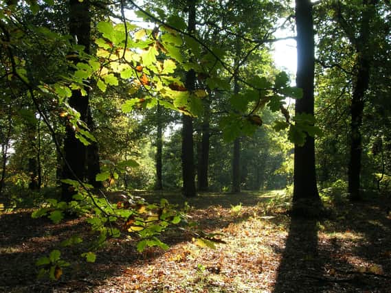 Nottinghamshire woodland