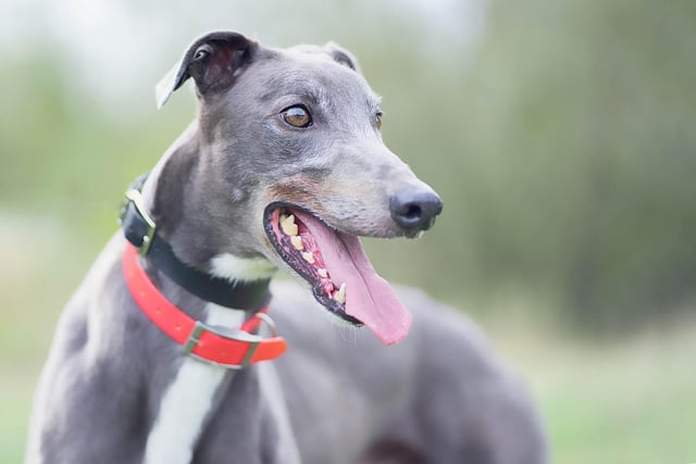 Salah is a sensitive boy who takes a while to warm up to strangers and finds new environments scary. He has a lot of love to give, but is a strong boy who would be best suited to an owner who has previous greyhound experience.