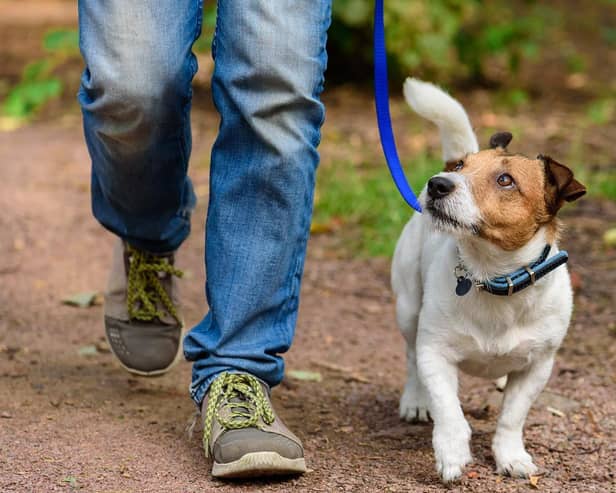 Plans for a new dog-walking park in Blyth have been given permission by Bassetlaw District Council.