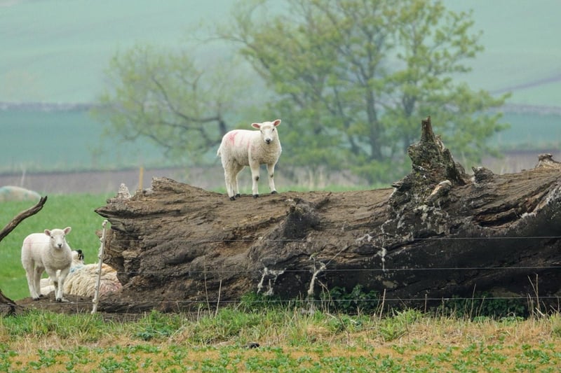 Angela Pearson took this photograph of a daredevil sheep.