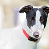 Stumpy is a sweet and affectionate young boy at only two years old. He is one of the 'kennel clowns', making everyone laugh on a daily basis. A larger boy, he seems unaware of his size and is quite clumsy. He loves his food, walks, people and cuddles.