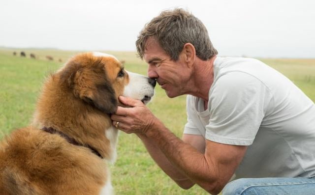 In the high-concept A Dog's Purpose, a dog explores the meaning of his reincarnated lives through his human owners as he discovers loyalty and love, as well as pain and disappointment.