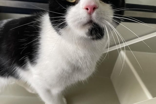 Dobby is looking for a new home where he can be the only little kitty elf. He can get a little too worried with other pets and a busy household, so if you are a nice calm human please come and say hello.