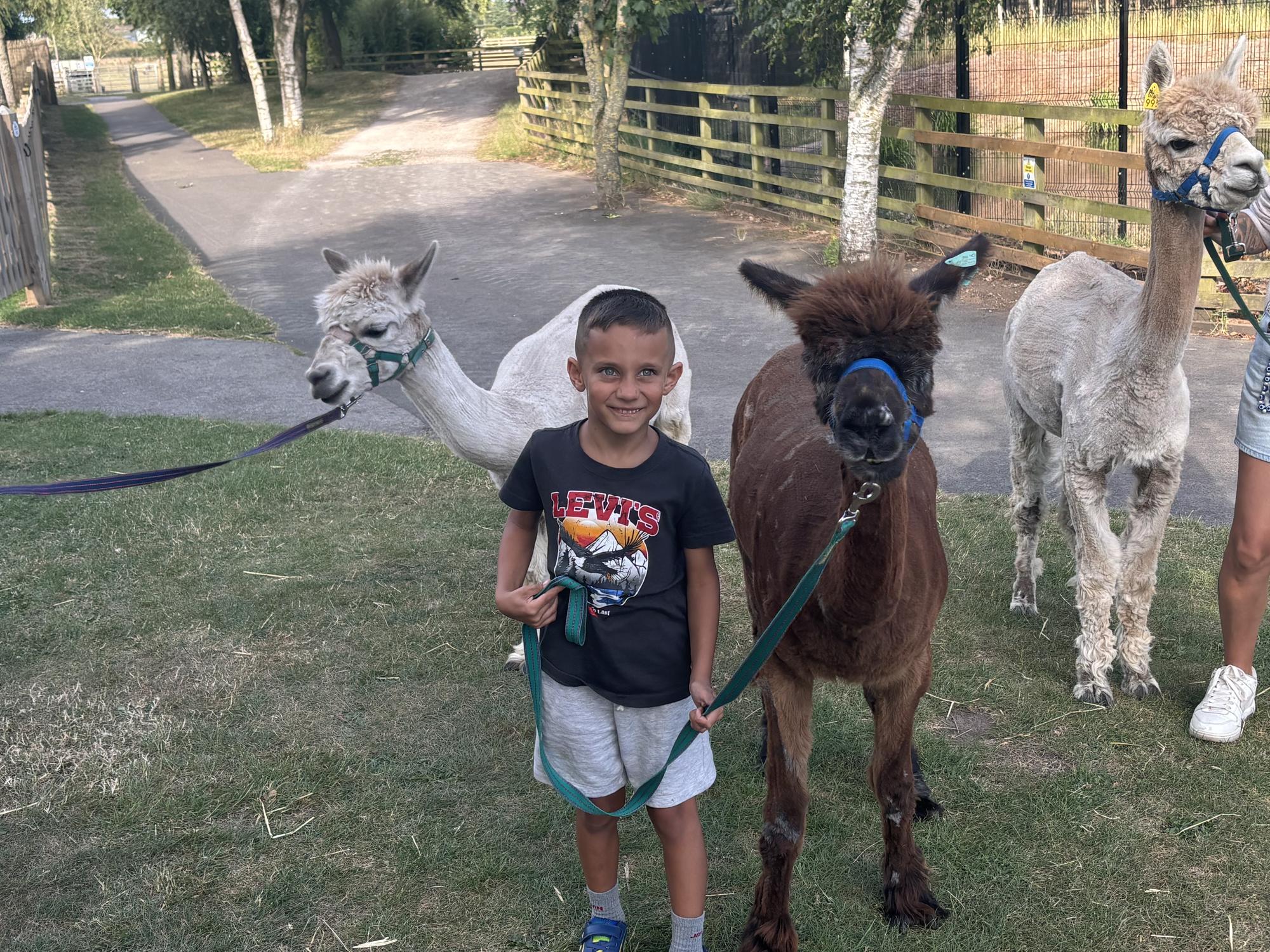 I found out why these cute alpacas are proving to be a massive hit with ...