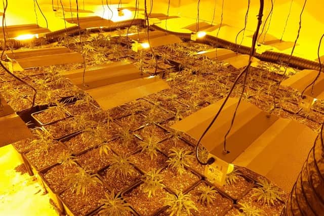 A large cannabis factory was found at a disused restaurant in Carlton Road, shortly before 12.30am yesterday morning.