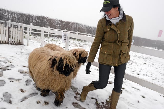 Owner Bev, pictured with Wallace and Shaun, Valais Blacknose Sheep. Picture: NDFP-02-02-21-EquineDreams 7-NMSY