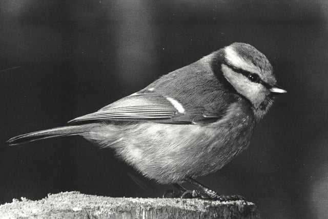 ​Here’s something a little different from David Instone, a striking black and white photo of a blue tit.