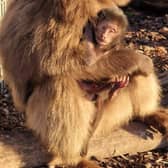 The first ever Gelada Monkey baby has been born at award-winning Yorkshire Wildlife Park.