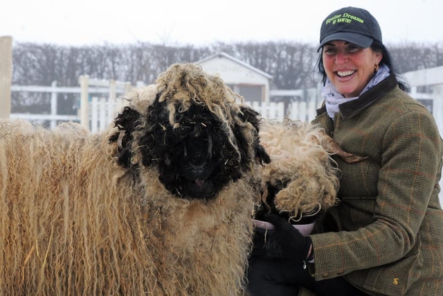 Owner Bev, pictured with Wallace and Shaun, Valais Blacknose Sheep. Picture: NDFP-02-02-21-EquineDreams 4-NMSY