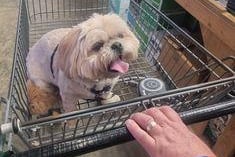 Katy Newton: This is Lola, she is a 3 year old Shih-tzu. This is her last week going round a shop in Ingoldmells in the trolly