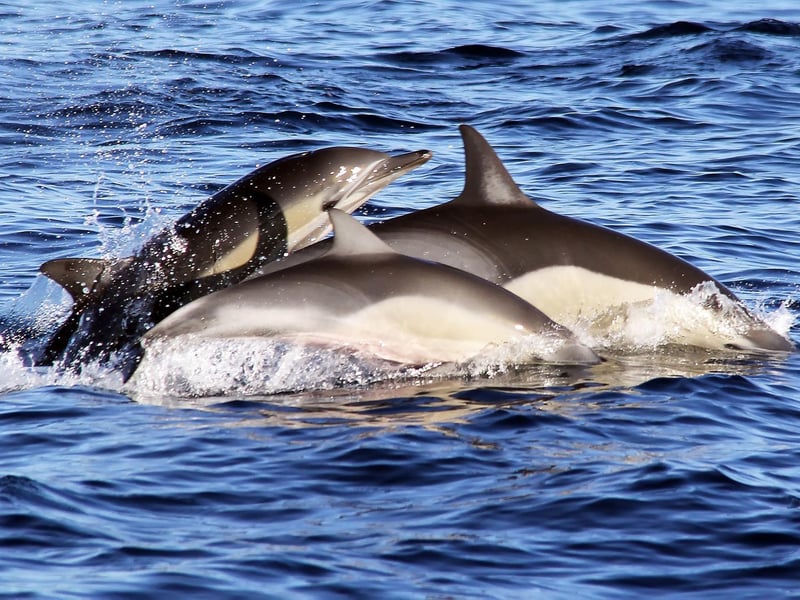 Playful dolphins are one of the most magical animals to experience in the wild and there are many sport in Scotland where you stand a great chance of seeing them. Perhaps the best is the Chanonry Point area, near Fortrose. Take a boat trip to get up close and personal with the creatures, or pop on your binoculars and try to spot them from the shore.