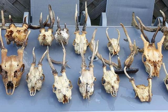 The warrant uncovered a hoard of 15 deer skulls, 14 fox tails, two deer heads, two sets of antlers, and a bag of wire snares.