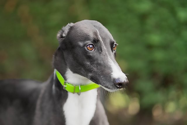 Lanie is a delightful young lady. She can be a little bit shy when you first meet her, but she is a very sweet, happy, playful little girl once she feels comfortable with you. 
The centre feels she would be best homed with another dog, preferably a calm, confident male greyhound.