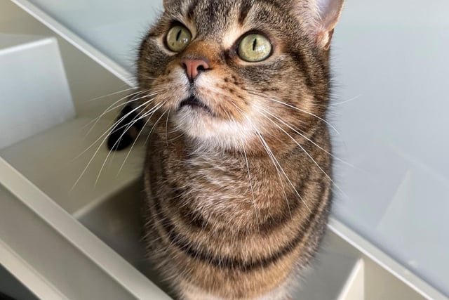 Daisy is a beautiful cat who would suit a quieter home with an experienced cat owner. Daisy is a little worried at the centre, however she does enjoy curling up on a lap and having a fuss when in a home. She would need to be the only pet in her new environment.