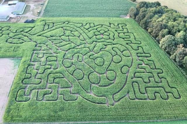Retford’s first ever Maize maze features an intricate strawberry design.