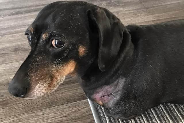 Nine-year-old Ozzy required three stitches after being bitten by another dog.