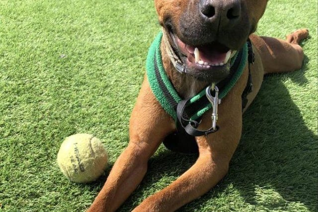 Although described as a "complicated little lady", Whiskey is a fantastic project dog with lots of potential. She loves to play with the ball and will do so for hours. The three-year-old will need support to help her re-adjust to home living, and will need an adult-only home with experienced dog owners. She struggles to be alone and will need a secure garden.