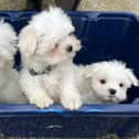 These cute puppies were left outside Thornberry Animal Sanctuary