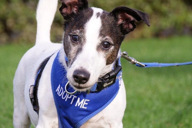 Nine-year-old Spud is still waiting to be snapped up by a loving new owner. Spud's new family must be happy to walk him on a lead at all time, as he becomes vocal and will snap if another dog approaches. Spud really enjoys human company and is looking for a quieter home with lots of company. He enjoys sitting on your lap having lots of fuss and attention. Spud may need housetraining but he’s a clever lad and with someone at home most of the time he should find it easy.