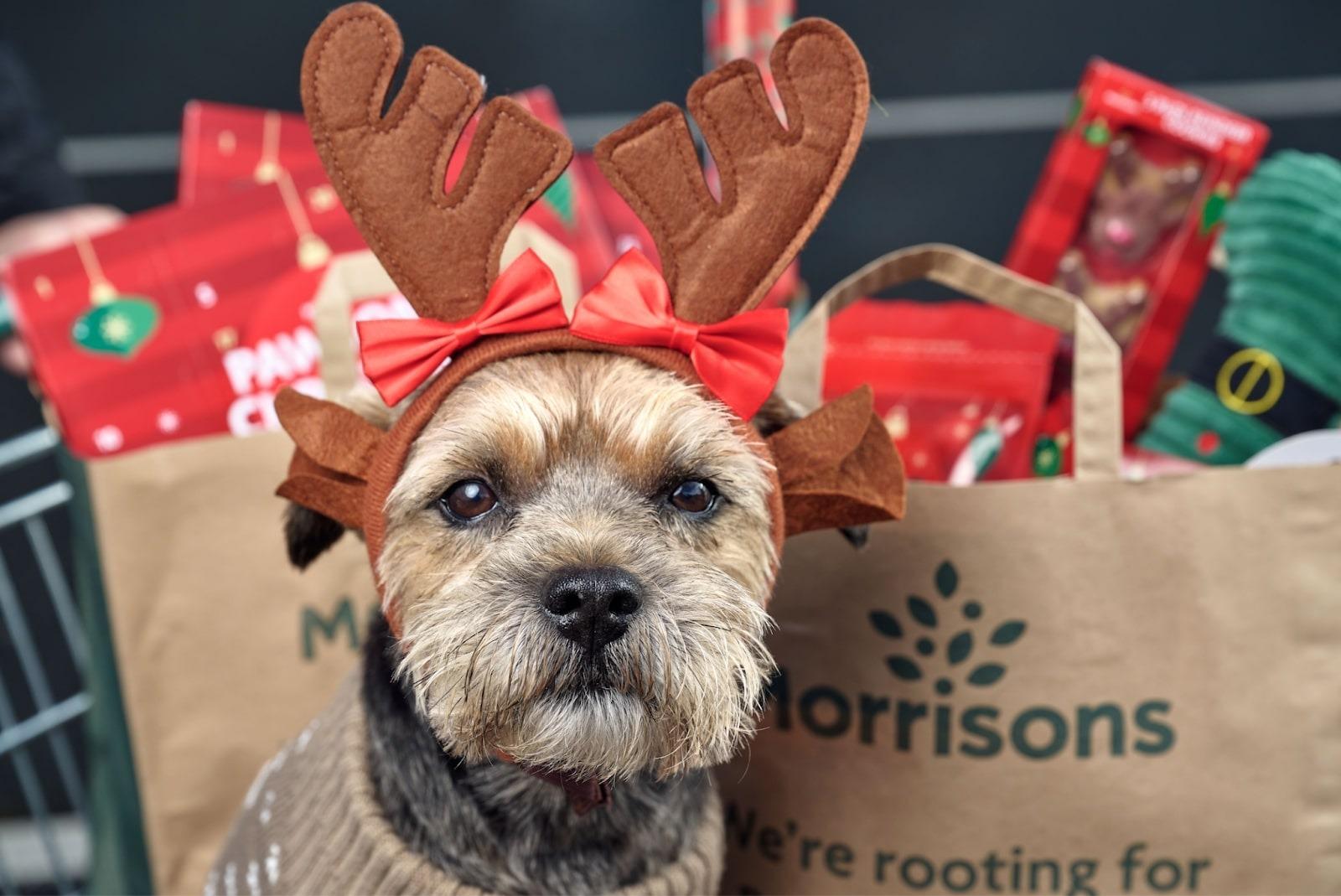 Feliz Navi-dog: Morrisons unveils biggest supermarket festive pet range